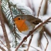 Cervenka obecna - Erithacus rubecula - European Robin 9079
